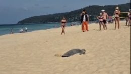Whats on in Thailand