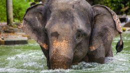 Elephant Sanctuaries in Thailand