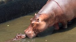 Chiang Mai Zoo welcomes baby hippo born on Songkran